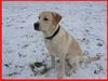 Labrador Retriever Foto: Mein Hundi (ID 10495) Labrador Retriever Hund