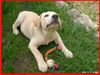 Labrador Retriever Foto: Mein Hundi (ID 10496) Labrador Retriever Hund