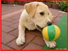 Labrador Retriever Foto: Mein Hundi (ID 10497) Labrador Retriever Hund