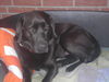 Labrador Retriever Foto: Ayla im Körbchen nachem Gassi gehen im Regen. (ID 43051) Labrador Retriever Hund