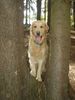 Labrador Retriever Foto: mein Schatz Diego (ID 6147) Labrador Retriever Hund
