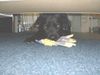 Labrador Retriever Foto: Ich bin Bert (ID 6172) Labrador Retriever Hund