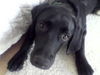 Labrador Retriever Foto: Unser bester Freund :) (ID 30724) Labrador Retriever Hund