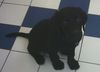 Labrador Retriever Foto: Kenny (ID 30725) Labrador Retriever Hund