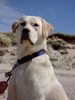 Labrador Retriever Hund