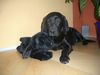 Labrador Retriever Foto: Kira & Freund (ID 10070) Labrador Retriever Hund