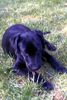 Labrador Retriever Hund