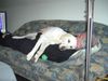 Labrador Retriever Foto: so viel Urlaub strengt Tinka und Herrchen an (ID 40796) Labrador Retriever Hund