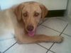 Labrador Retriever Hund