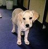 Labrador Retriever Hund