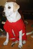 Labrador Retriever Foto: Lady ist operiert,T-shirt ist schöner als der blöde Trichter (ID 22899) Labrador Retriever Hund