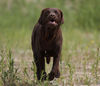 Labrador Retriever Hund