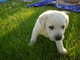 Labrador Retriever Hund