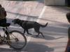 Labrador Retriever Foto: in Spanien (Marbella) (ID 23126) Labrador Retriever Hund