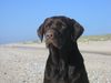 Labrador Retriever Foto: Unsere Labrador Hündin (ID 21249) Labrador Retriever Hund