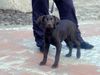 Labrador Retriever Foto: Mein Labrador/Weimaraner-Mischling LILA - 14 Wochen alt (ID 10143) Labrador Retriever Hund