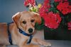 Labrador Retriever Foto: meine kleine *Laica* (ID 8046) Labrador Retriever Hund
