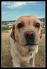 Labrador Retriever Foto: Lara am Weg zur Cam (ID 39142) Labrador Retriever Hund