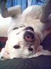 Labrador Retriever Foto: Gassigehen ist herrlich, jetzt bin ich aber müde (ID 31204) Labrador Retriever Hund
