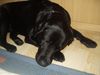 Labrador Retriever Foto: Der Tag war heute anstrengend Endlich schlafen!!(Aik) (ID 14137) Labrador Retriever Hund