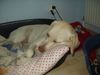 Labrador Retriever Hund