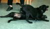 Labrador Retriever Foto: unsere Labis Lia & Kira (16 Wo) (ID 10054) Labrador Retriever Hund