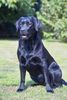 Labrador Retriever Foto: Zuchthündin Lilo aus dem Artland (ID 17917) Labrador Retriever Hund