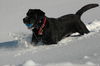 Labrador Retriever Foto: Link von der Matrix (ID 34103) Labrador Retriever Hund