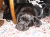 Labrador Retriever Hund