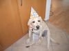 Labrador Retriever Foto: Boo feiert mit (ID 28098) Labrador Retriever Hund