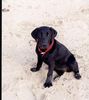 Labrador Retriever Hund