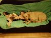 Labrador Retriever Foto: es ist nicht das wonach es aussieht (ID 20589) Labrador Retriever Hund