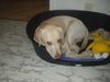 Labrador Retriever Foto: Hey, lasst mich schlafen!!! (lLuna 9Monate) (ID 10806) Labrador Retriever Hund