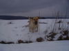 Labrador Retriever Foto: Edda (ID 30397) Labrador Retriever Hund