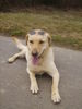 Labrador Retriever Foto: Edda It´s cool woman (ID 30911) Labrador Retriever Hund