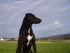 Labrador Retriever Foto: Bella Mischling (ID 30910) Labrador Retriever Hund