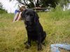 Labrador Retriever Foto: Nico heute beim schwimmen (ID 13181) Labrador Retriever Hund