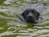 Labrador Retriever Foto: Nico heute beim schwimmen (ID 13180) Labrador Retriever Hund