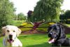 Labrador Retriever Hund
