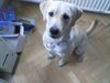 Labrador Retriever Foto: Matisse der Baby-Büro-Hund - ganz brav! (ID 20117) Labrador Retriever Hund
