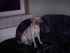 Labrador Retriever Foto: Chef Max! (ID 20310) Labrador Retriever Hund