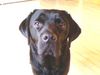 Labrador Retriever Foto: Max (ID 36211) Labrador Retriever Hund
