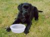Labrador Retriever Hund