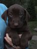 Labrador Retriever Foto: Mein kleiner Mitch (5 Wochen) (ID 35301) Labrador Retriever Hund