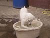 Labrador Retriever Hund