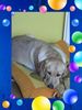 Labrador Retriever Foto: Missy 8 Monate (ID 16872) Labrador Retriever Hund