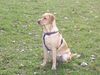 Labrador Retriever Foto: Missy 8 Monate (ID 16873) Labrador Retriever Hund