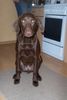Labrador Retriever Foto: Und nochmal der Mitch (ID 37253) Labrador Retriever Hund