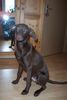 Labrador Retriever Foto: Mein (ID 37252) Labrador Retriever Hund