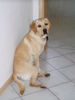 Labrador Retriever Foto: Wo bleibt mein Herrchen? (ID 35296) Labrador Retriever Hund